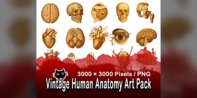 Винтажный набор изображений анатомии человека Vintage Human Anatomy Art Pack